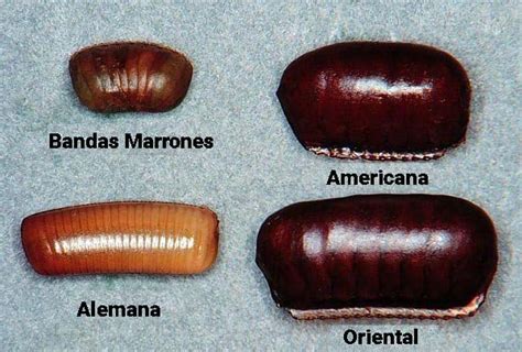 Cómo Se Reproducen Las Cucarachas 】 Ciclo De Vida Reproducción De Cucarachas Chiquitas