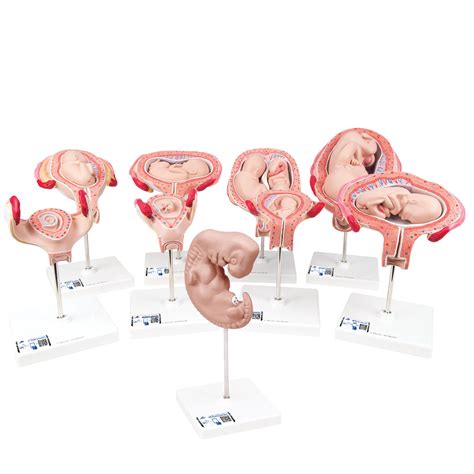 Serie De Lujo De 3b Scientific® De Embarazo 9 Modelos 3b Smart Anatomy 1018628 3b