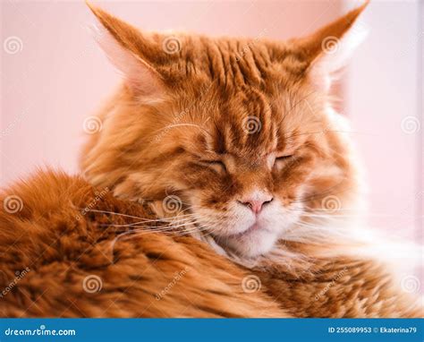 Portrait Of A Sleeping Ginger Maine Coon Cat Stock Image Image Of