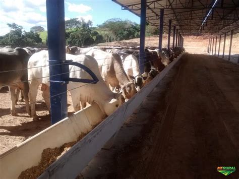 Cochos Para Gado Confinamento E Bebedouros em Leme SP à venda 192164