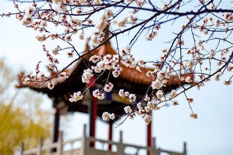 杏花微雨惊艳整个三月！“春日最佳旅游地”山西人