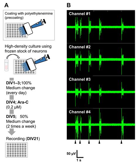 Easy And Reproducible Low Density Primary Culture Using Frozen Stock Of