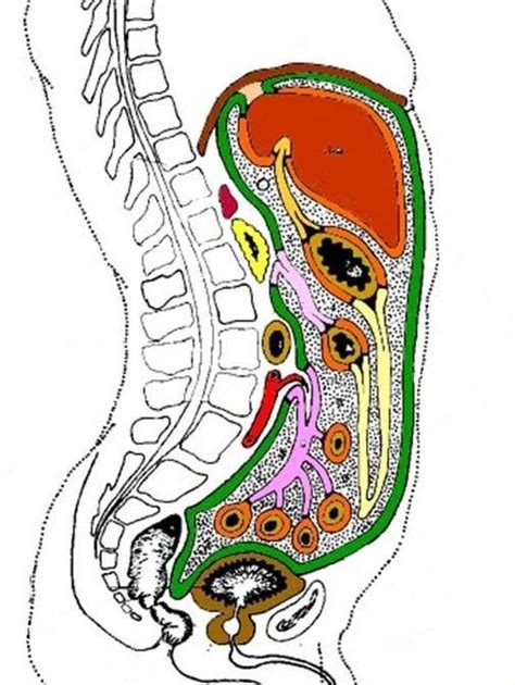 Retroperitoneal Diagram Quizlet