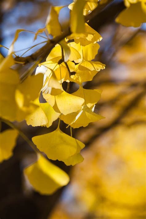 Defocused Fall Ginkgo Tree Golden Yellow Leaves in Autumn Stock Photo - Image of focus, chinese ...