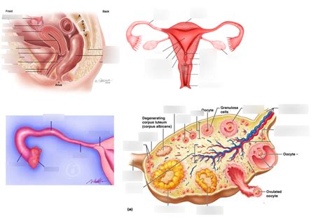 Diagram Of Drad501 Female Reproductive System Quizlet