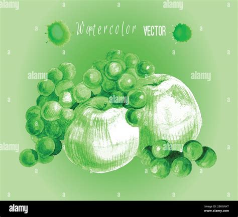 Green Clusters Of Fruits Stock Vector Images Alamy