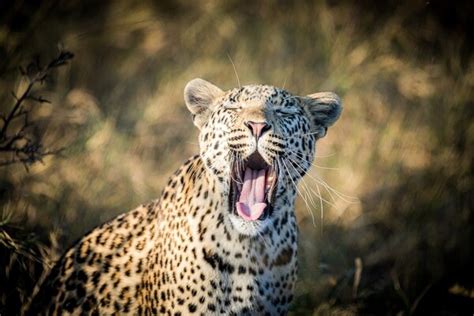 6 Day Cape Town Kruger National Park Safari Luxury Net Safari Portal