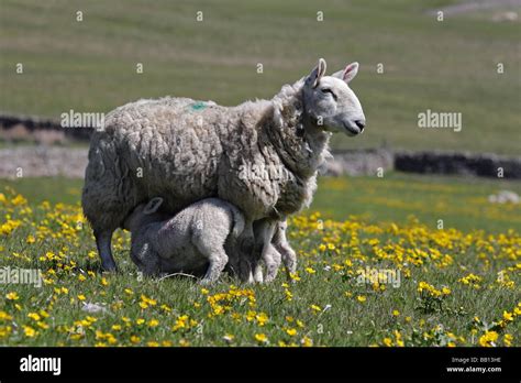 Ewe Feeding Her Lambs In A Meadow Surrounded By Yellow Flowers Teesdale County Durham Stock