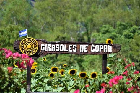 El Paseo de los Girasoles en Copán Ruinas un lugar donde conectar con