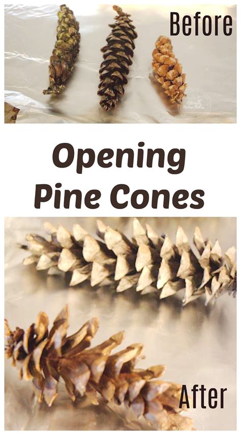 Pine Cone Open And Close