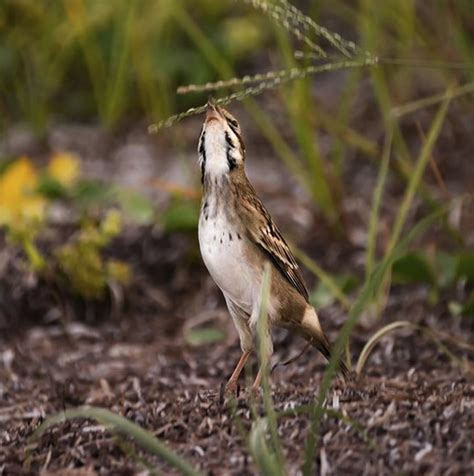 Rare Bird Alert Lark Sparrow Sighting In North Carolina Best Life