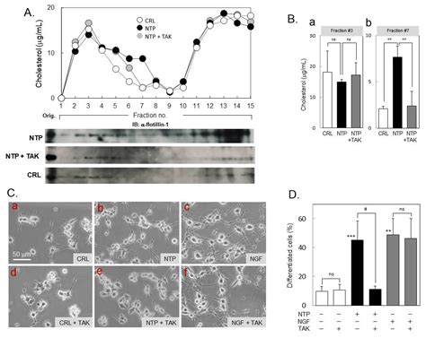 Ijms Free Full Text Neuroprotection By Neurotropin Through