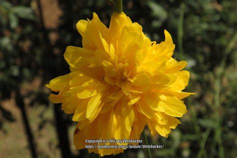 Photo Of The Bloom Of Double Flowering Japanese Kerria Kerria Japonica