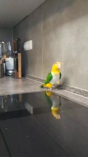 Pin by Goroku on おとずれ2 Video Funny parrots Funny birds Funny