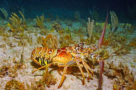 Spiny Lobster Season in Florida