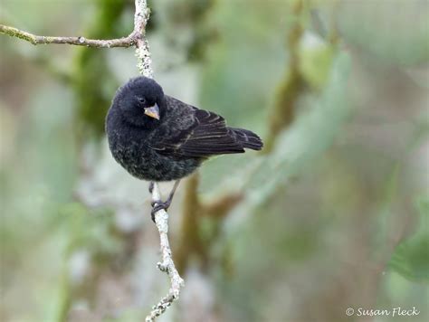 Medium Ground Finch