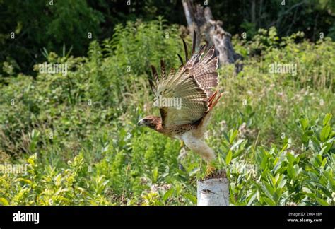 Flying red tail hawk in a green park Stock Photo - Alamy