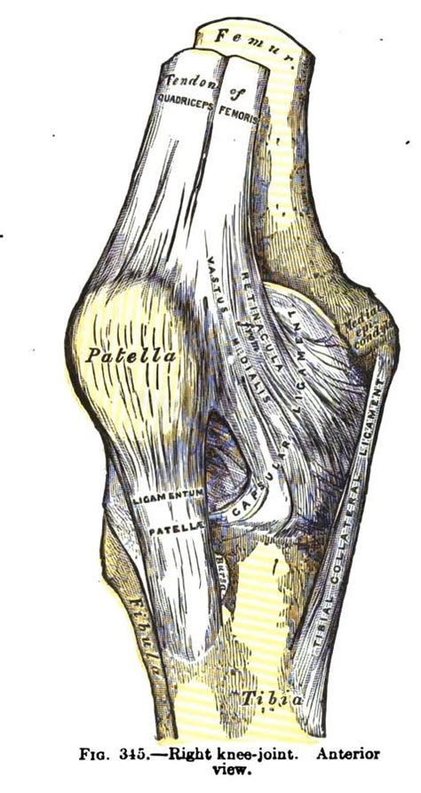 Vertical Anatomy Drawing And Text Of The Anterior View Of A Right Knee