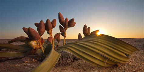 Welwitschia La Pionnière Qui A Tenté De Faire Une Fleur