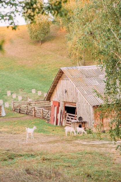 O território da fazenda de cabras cabras Foto Premium