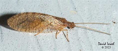 Brown Lacewing Micromus Bugguide