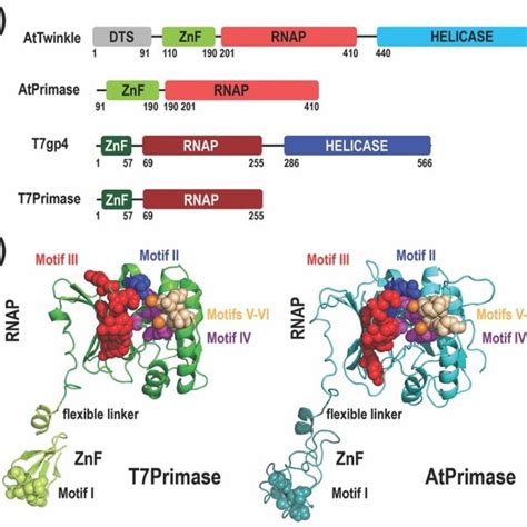 Domain And Structural Representation Of T7 Primase And Atprimase A Download Scientific