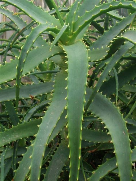 Aloe Arborescens Torch Aloe World Of Succulents Arborescens