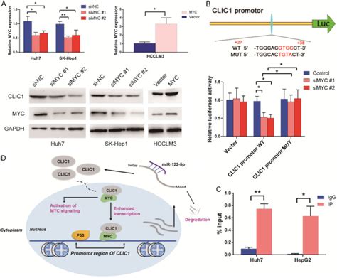 Up Regulation Of Clic Activates Myc Signaling And Forms A Positive