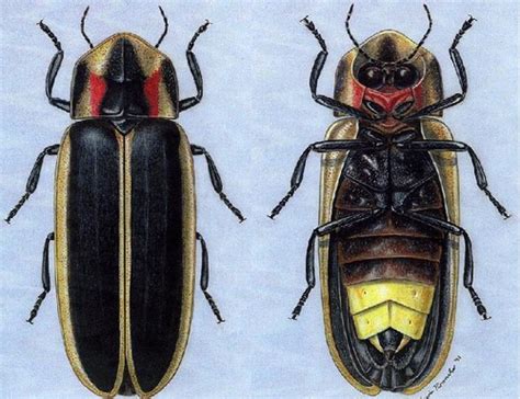 Lab Coleoptera Polyphaga Flashcards Quizlet