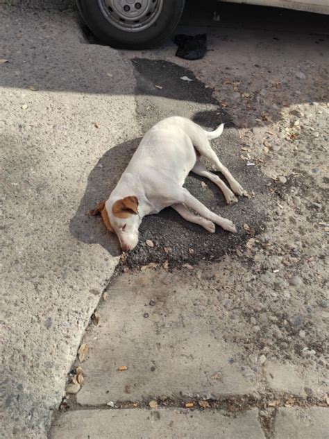 sokak köpekleri 2112323 uludağ sözlük galeri