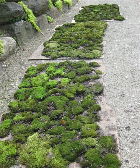 Tips For Creating A Moss Garden Finegardening Moss Garden Garden