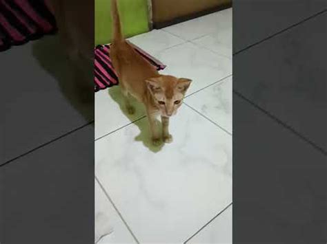 Hari Hari Duo Oren Ini Maen Ke Kost An Cat Catlover Kucingoren