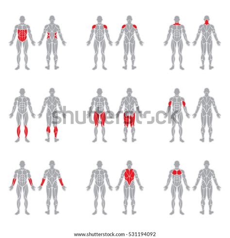 5,343 Muscle Group Vector Images, Stock Photos, 3D objects, & Vectors ...