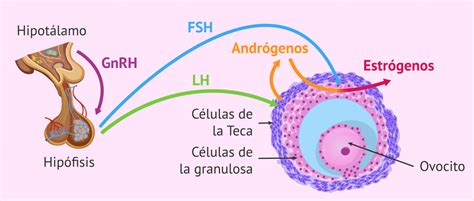 Control Hormonal De La Foliculogénesis