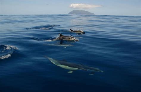 Azores Whale Watching (Half A Day) | experitour.com