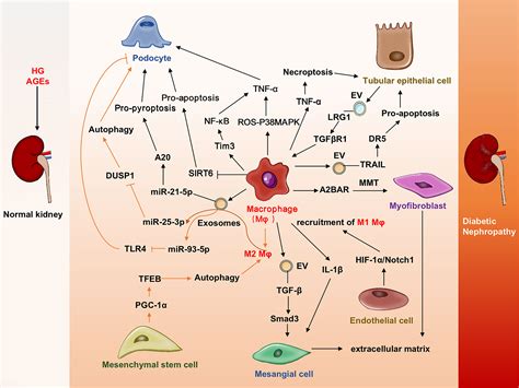 Frontiers Roles And Crosstalks Of Macrophages In Diabetic Nephropathy