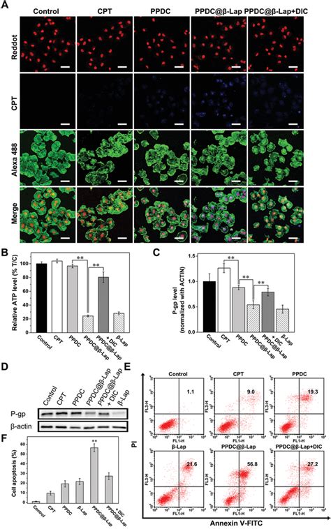 The Potential Mechanism Of Overcoming Mdr A Clsm Images Of Mcf Adr