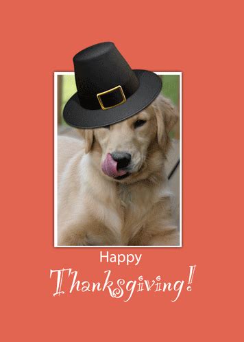 Funny Dog Thanksgiving Greetings Free Happy Thanksgiving eCards | 123 ...