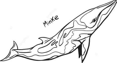 Hand Drawn Whale Vector Png Images Hand Drawn Doodle Of Minke Whale