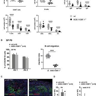 Bob Obf Deficiency Impairs Lymphocyte Homing A Hematopoietic