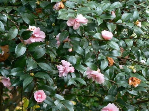 Camellia Sasanqua Jean May 6 Pot Hello Hello Plants