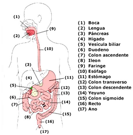 partes del intestino imagui