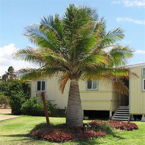 Majesty Palm Tree - Ravenea rivularis | Palm tree types, Small palm ...