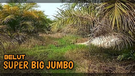 COBA COBA MANCING DI KEBUN SAWIT LAGI TERNYATA MASIH BISA DAPAT BABON