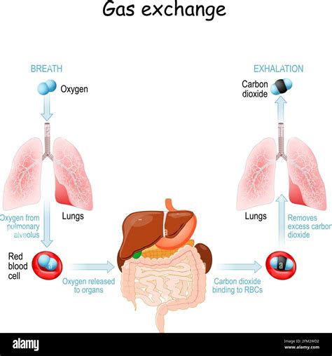 Carbon cycle illustration hi-res stock photography and images - Alamy