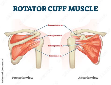 Rotator Cuff Muscle With Anatomical Posterior And Anterior View