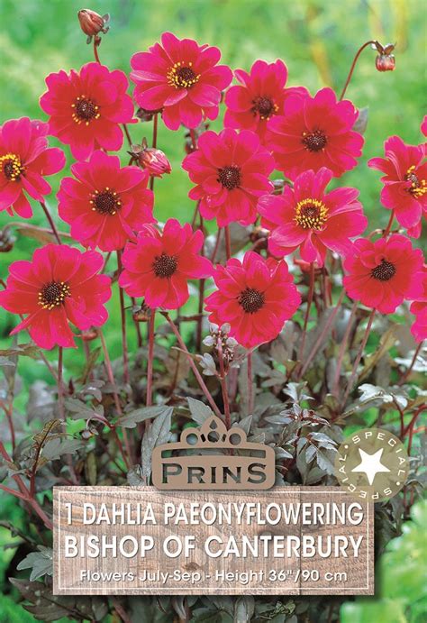 Dahlia Bronze Leaf Bishop Of Canterbury Wpc Prins Bulb Tuber Pack X