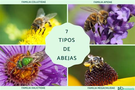 7 tipos de abejas Nombres y características