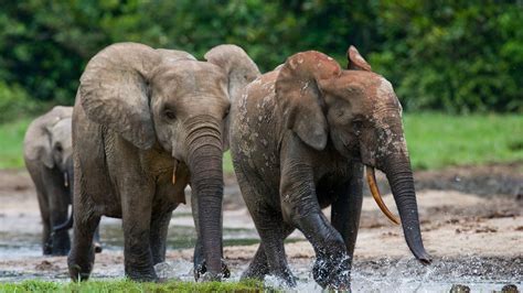 Nouabale Ndoki National Park Congo Holidays