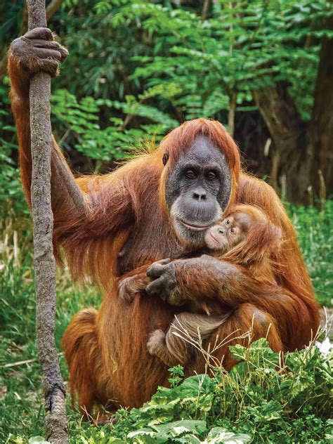 World Orangutan Day Colin S Column